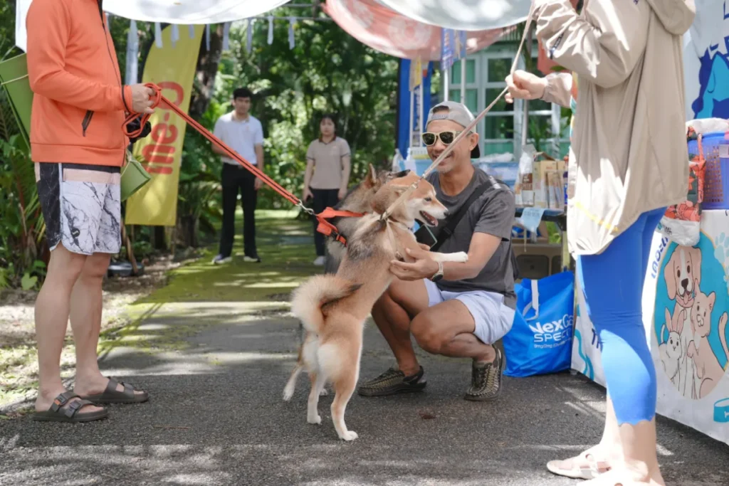pet-friendly-holiday-krabi-blu-monkey-pooltara